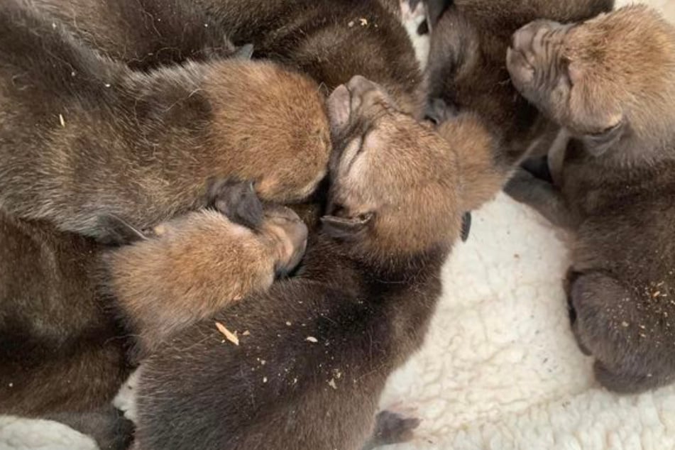 When Jessie Tussing swooped in to rescue a litter of abandoned puppies, she just couldn't shake off the nagging feeling that there was something off.