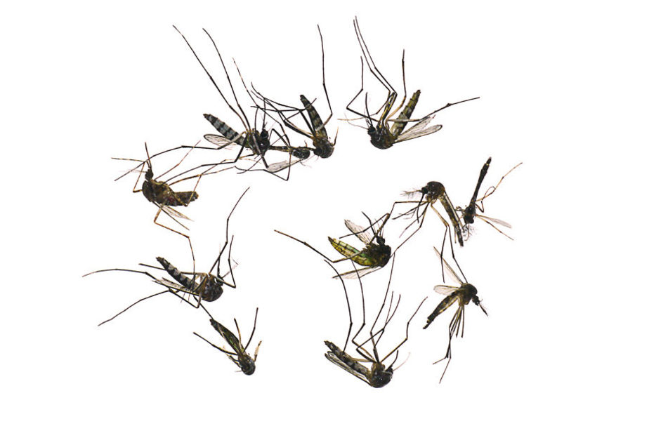 Moskitos sterben in seiner Nähe angeblich wie die Fliegen. (Symbolbild)