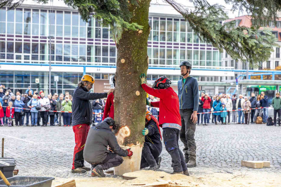 Die Jungs der Dresdner Baumpflege &amp; Höhenarbeiten versenken das Stammende auf dem Altmarkt.