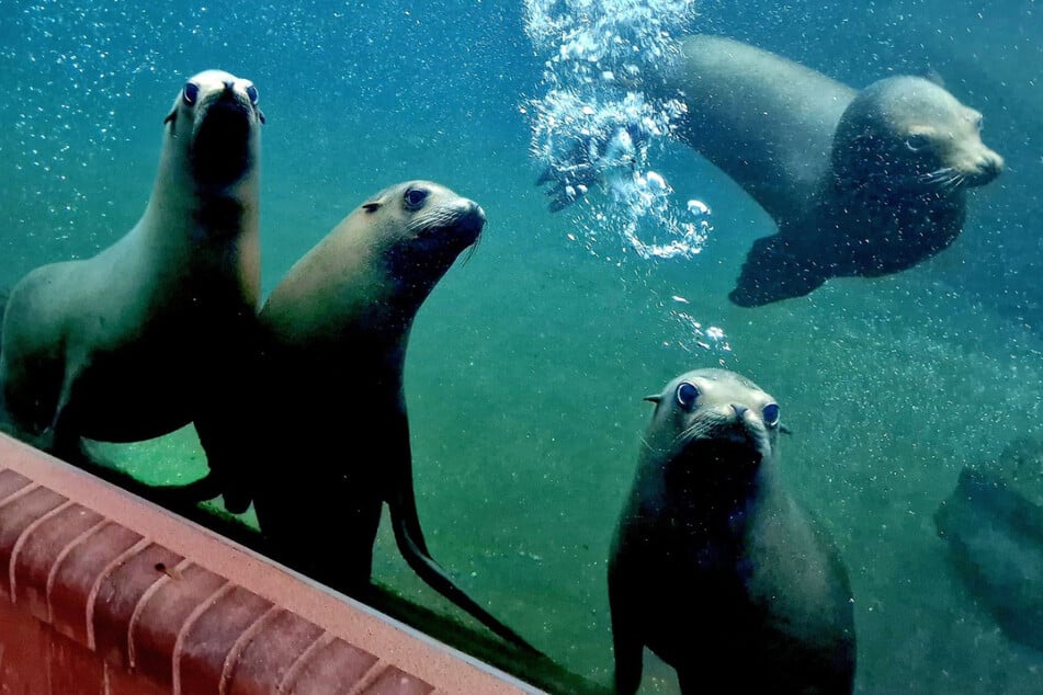 Läuft alles nach Plan, sollen Leipzigs Robben bereits im Sommer in die neue "Feuerland"-Anlage umziehen. Dafür wird bereits fleißig trainiert.