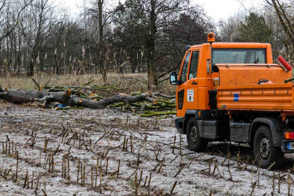 Ein Mann wurde bei Baumfällarbeiten von einem Baum erschlagen.
