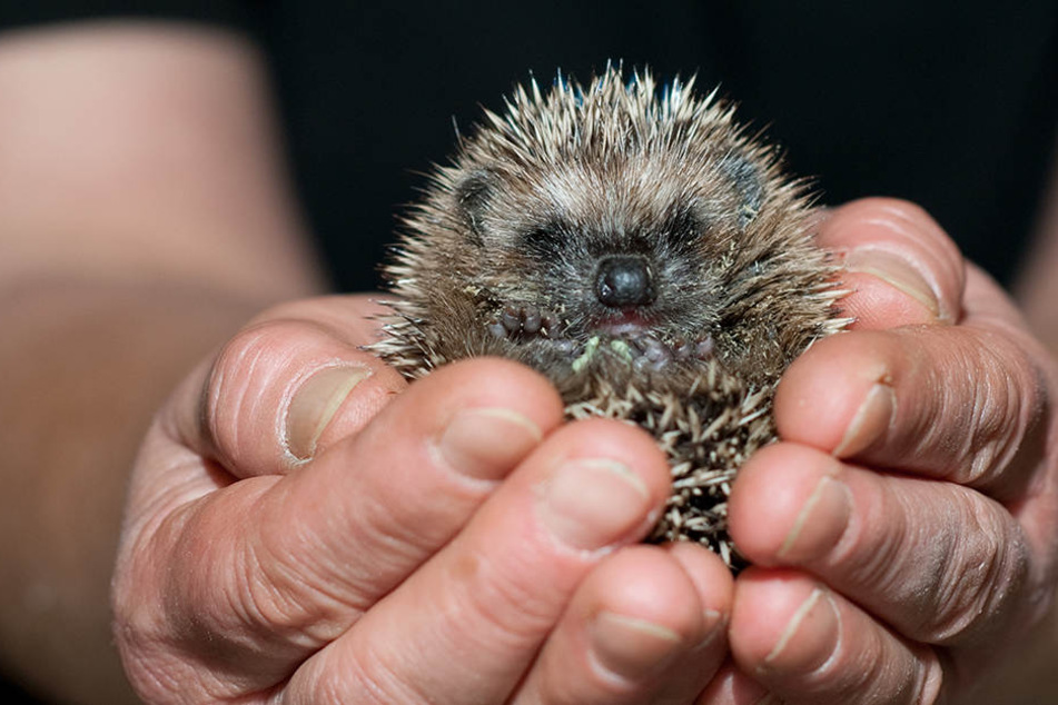 In diesem Jahr müssen mehr Igel als sonst aufgepäppelt werden.