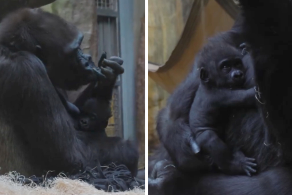 Baby gorilla's introduction to Cleveland Zoo has caregivers breathing a "sigh of relief"