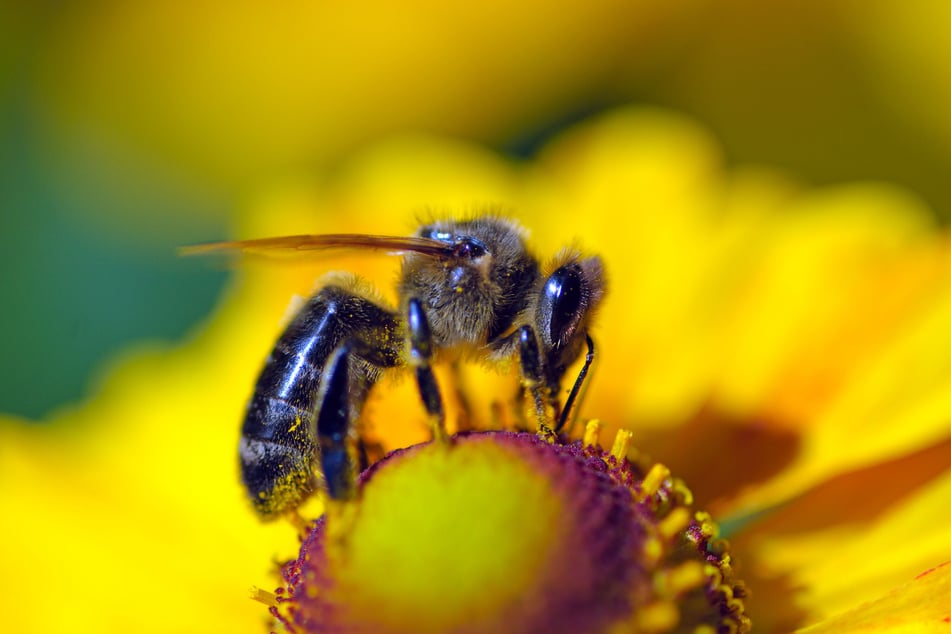 Eine Bienen-Attacke führte im Landkreis Sächsische Schweiz-Osterzgebirge zu einem Unfall. (Symbolfoto)