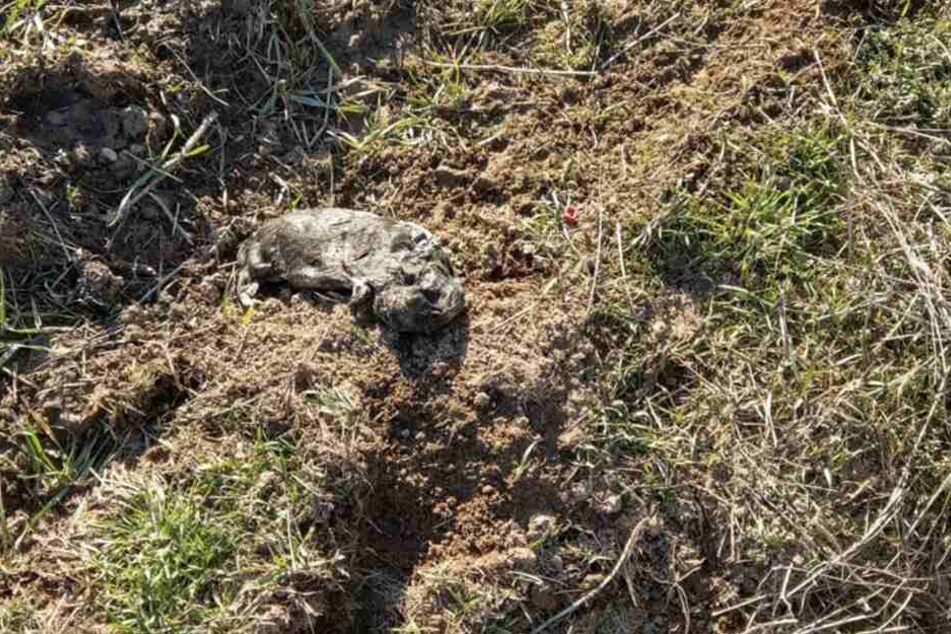 Der Welpe liegt leblos auf dem Feld zwischen Klein-Auheim und Hainstadt.