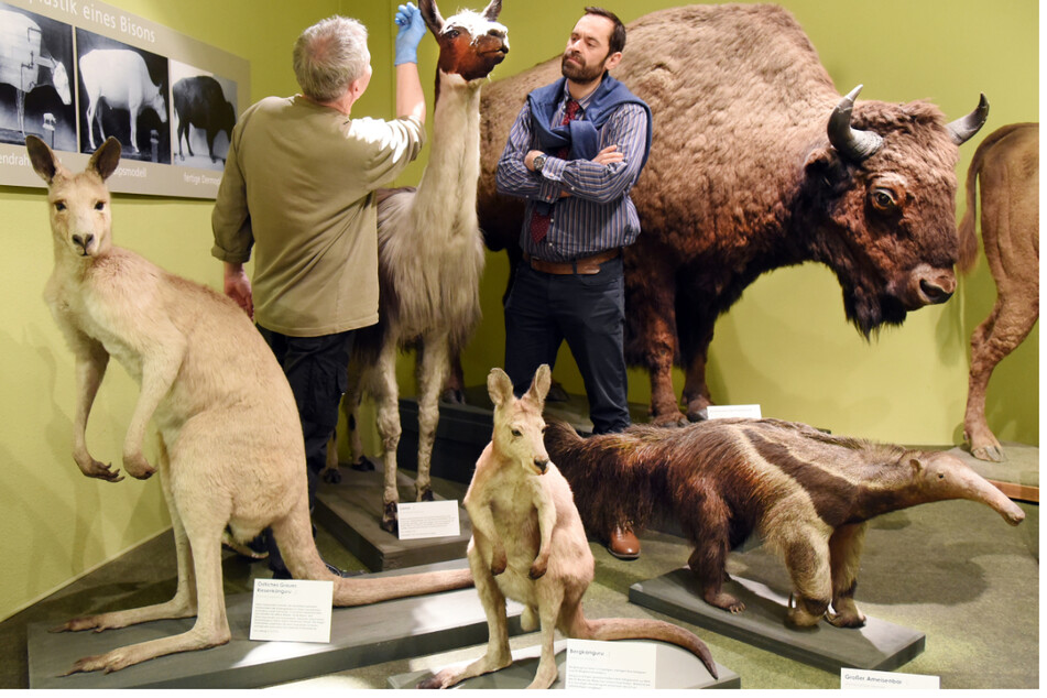 Tierpräparate präsentiert das Naturkundemuseum Leipzig.