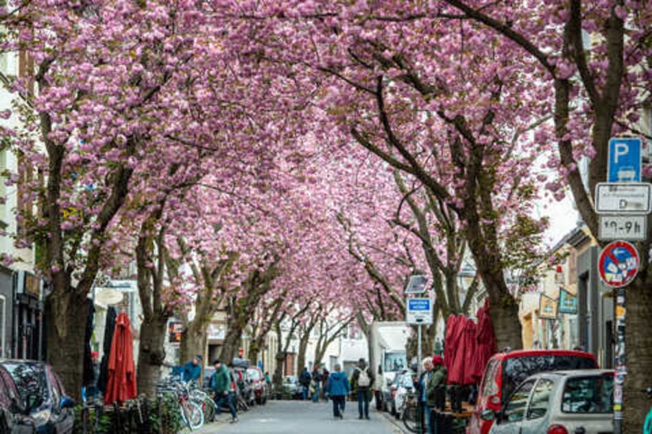 Wenn von April bis Mai die Kirschblüten, so wie hier in Bonn blühen, ist das ein Fest für die Sinne. (Archivbild)