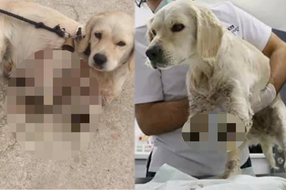 Nachbar bricht Hund die Vorderbeine: Sein Herrchen reagiert grausam