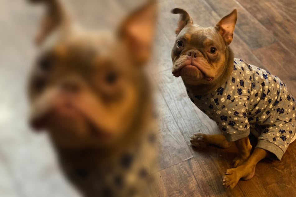 Puppy with birth defect is sad after being stood up by his new owner