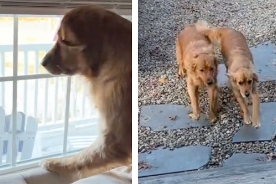 Dog sweetly longs for his girlfriend – when the time comes, hearts melt!