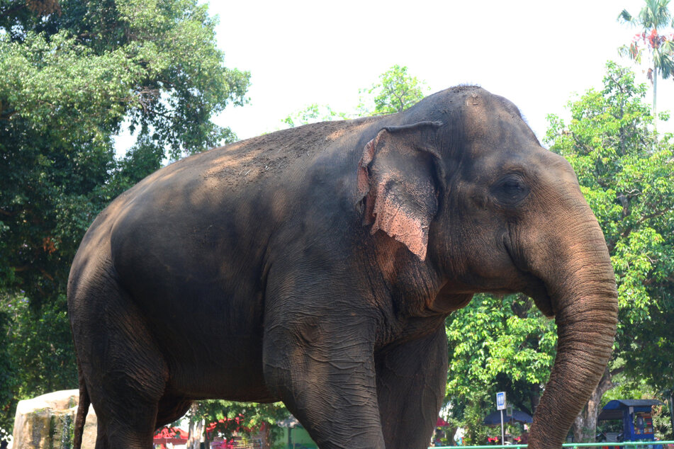 Nur noch wenige Sumatra-Elefanten leben in freier Wildbahn. Sie sind vom Aussterben bedroht.