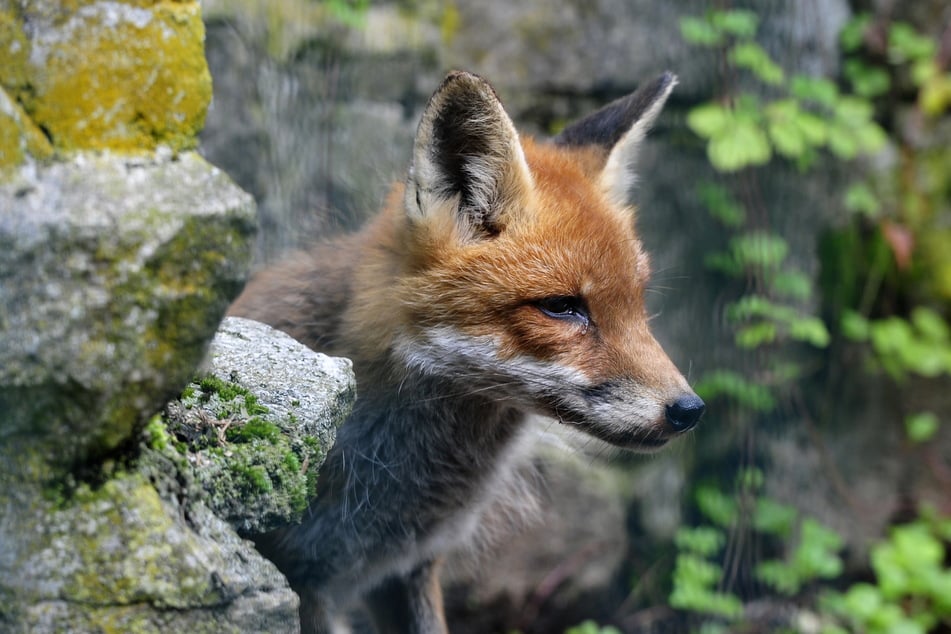 Im Tierpark Klingenthal sind Füchse, Alpakas und Co. zu Hause.