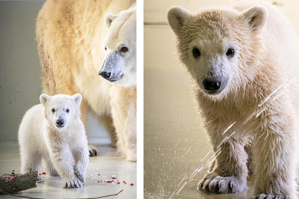 Das neugeborene Eisbärenbaby entwickelt sich laut Zootierarzt und Säugetierkurator Dr. Michael Flügger "positiv".