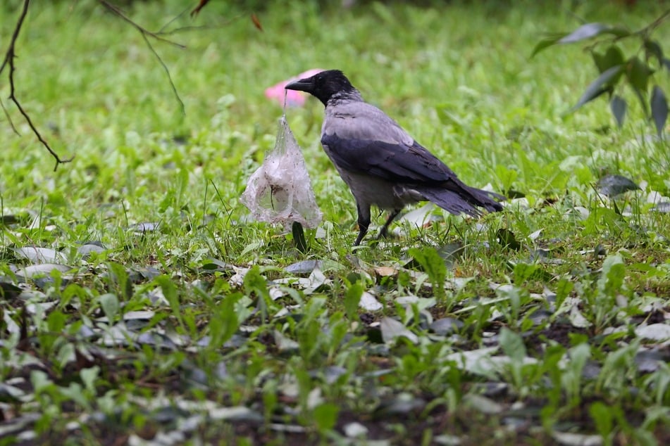 Vögel bauen Nester aus Material, das sie finden. Auch aus Abfall.