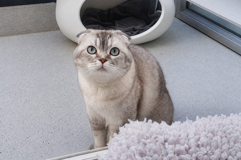 Katze Inci hofft auf Menschen, die ihr mit Geduld begegnen und Raum zur Entfaltung geben.