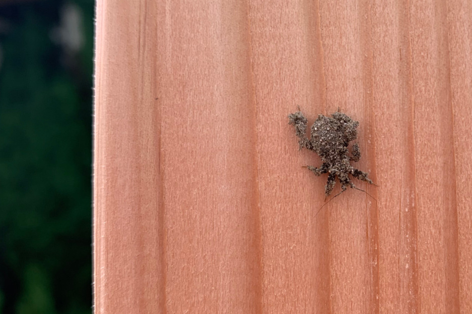 Urzeit-Krabbler oder eine dreckige Spinne? Was kriecht hier über das Holz?