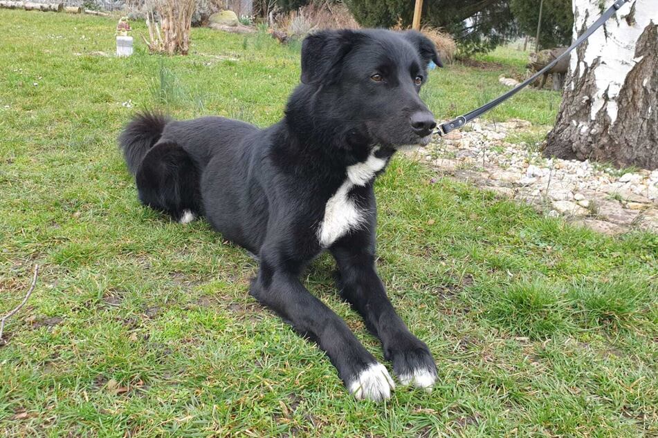 Cody miał już raz przeprowadzić się do nowego domu. Niestety wrócił do schroniska.