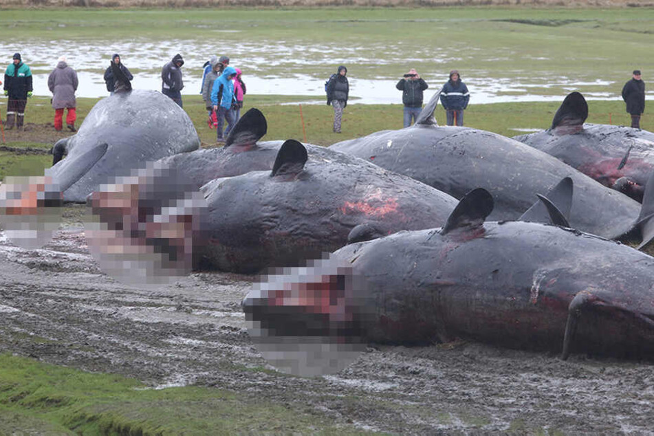 Tote Pottwale liegen im Februar 2016 hinter dem Deich am Wattenmeer vor dem Kaiser-Wilhelm-Koog. Möglicherweise brachte ein Sonnensturm die Tiere auf "falschen Kurs".