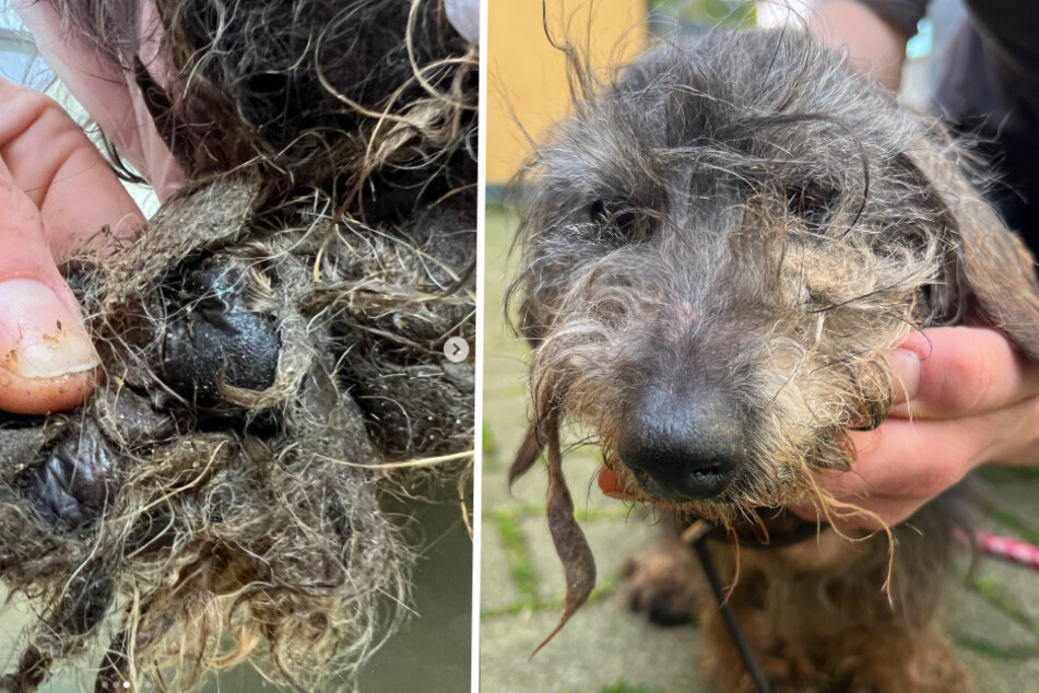 Tierheim nimmt zwei verwahrloste Hunde auf: Der Zustand der Tiere macht betroffen
