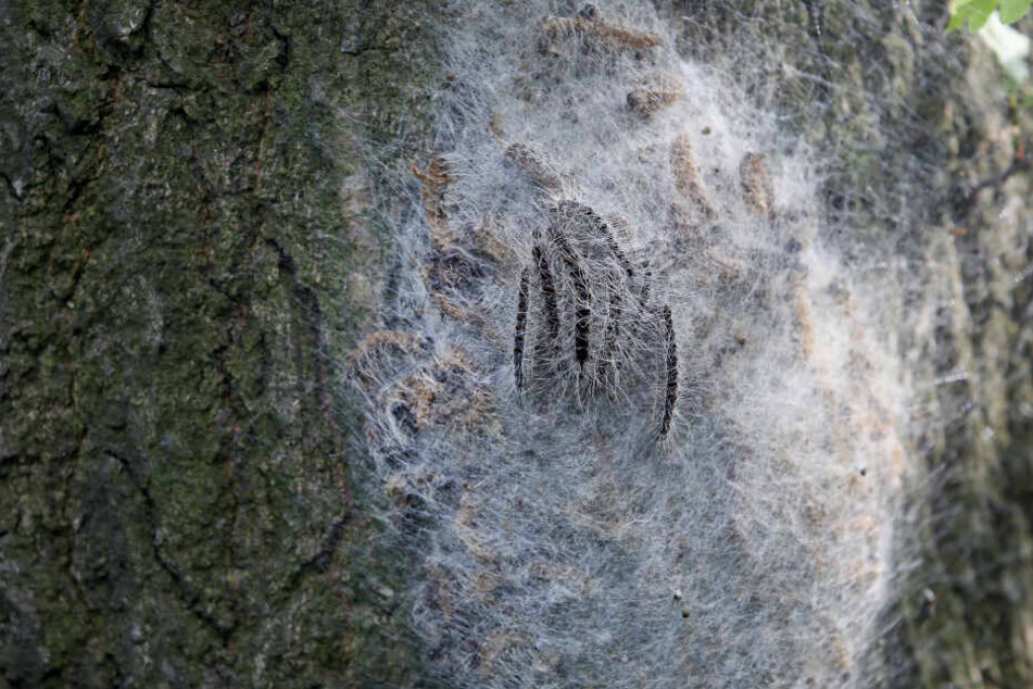 Die Haare der Raupen (im Bild: Eichen-Prozessionsspinner an einem Baum) sind nicht ohne!