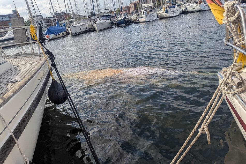 Der Fall des Wals vor Wismar (hier zu sehen) erinnert an das Schicksal des Buckelwals "Timmy".