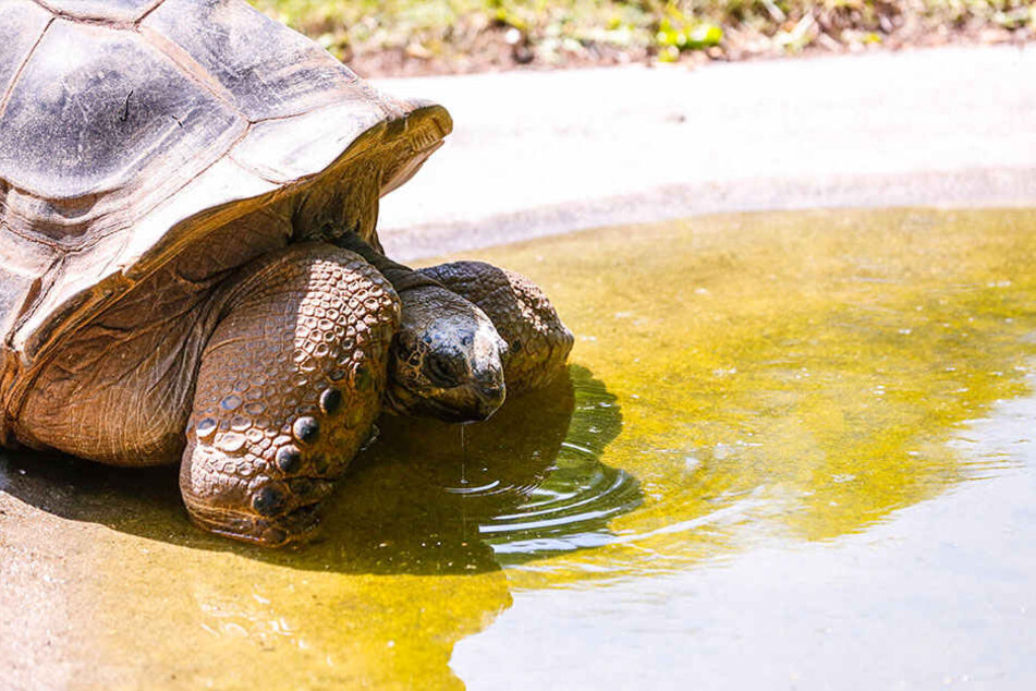 Auch im Zoo bei den Riesenschildkröten waren die Plätze am Wasser begehrt.