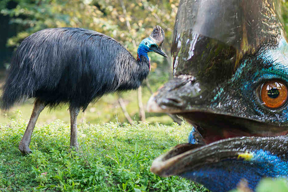 Der Kasuar tötete den 57-jährigen Vogelzüchter. (Symbolbild/ Fotomontage)