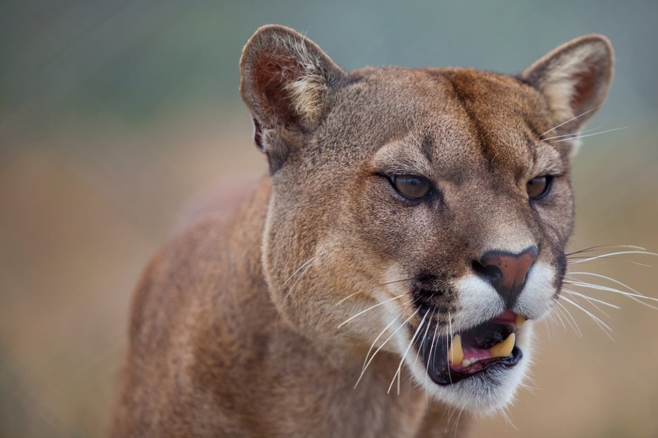 Der Puma habe "dreist" und "furchtlos" gewirkt, berichteten Zeugen. (Symbolbild)