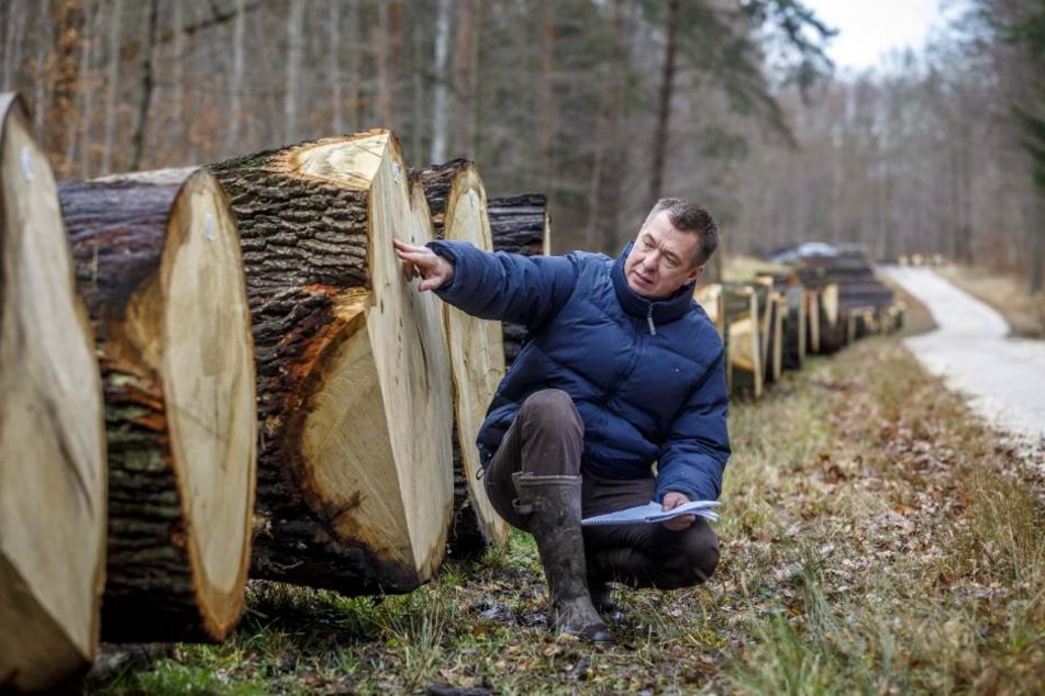 Gut genug gewachsen? Thomas Reuß-Trautwein (52) von der Holzindustrie Templin GmbH begutachtet schon mal einen Stamm.