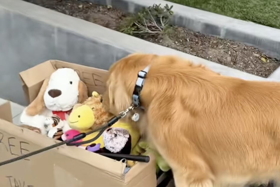 Auf der Straße durfte sich Golden Retriever Zebby ein Plüschtier aussuchen.