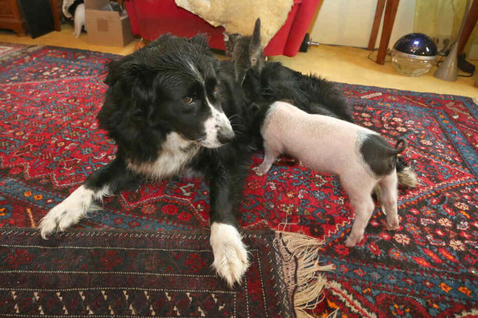 Hündin Molly säugt das knapp sechs Wochen alte Ferkel Rosa.