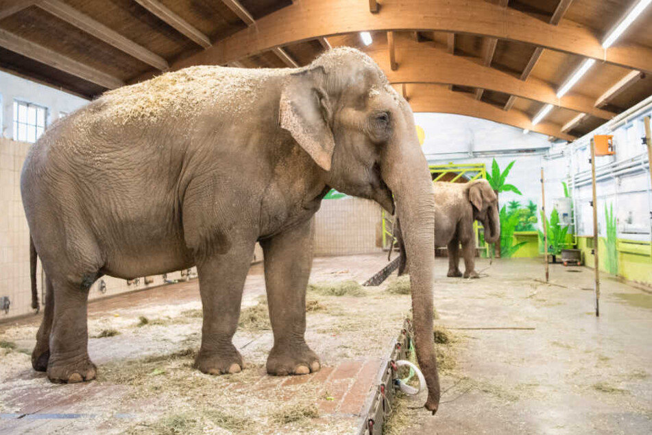 Seit dieser Woche sind die indischen Elefantenkühe Bara (l.) und Burma (beide 44) wieder in München.