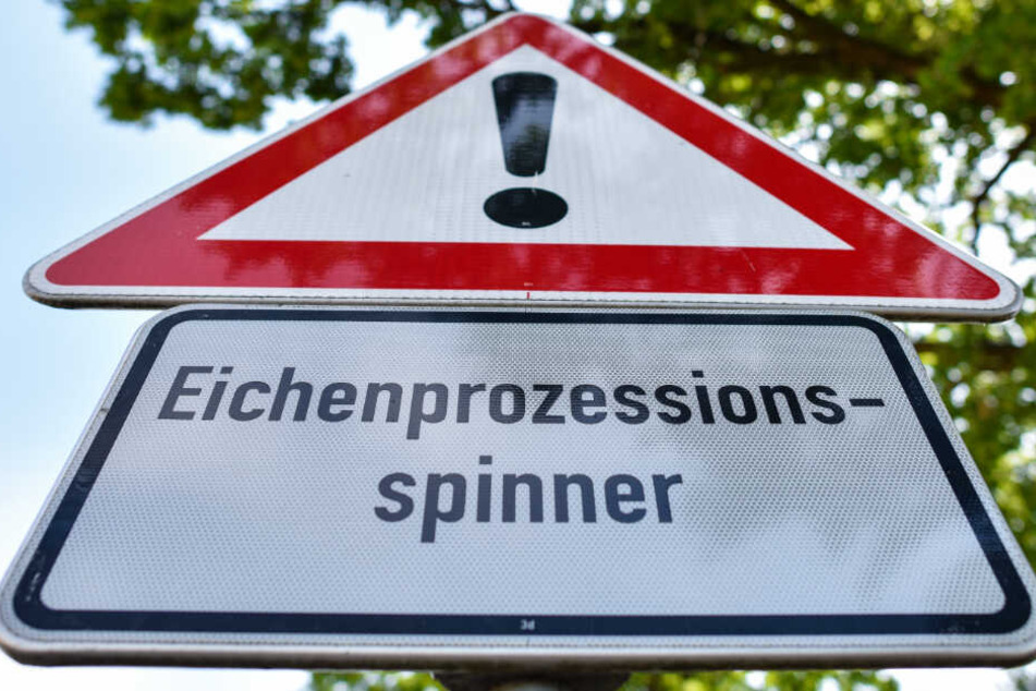 Ein Warnschild mit der Aufschrift "Eichenprozessionsspinner" steht im Juni 2017 am Anfang einer Eichenallee.