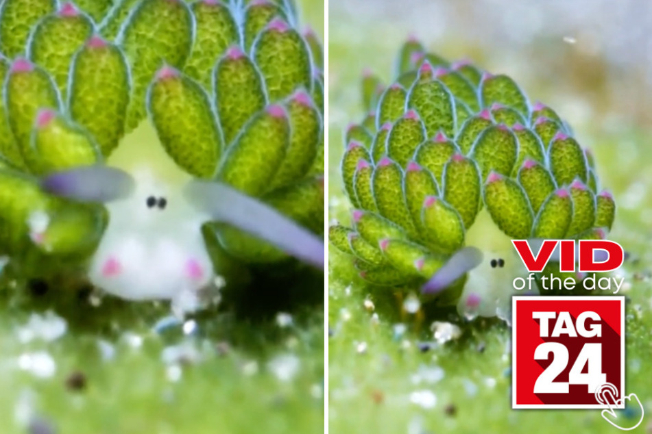 Today's Viral Video of the Day features an adorable sea creature that resembles a cross between a farm animal and a leaf!
