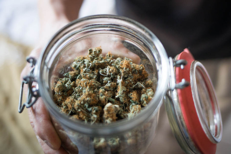 Ein Teil von Ackermans Cannabis-Ernte.