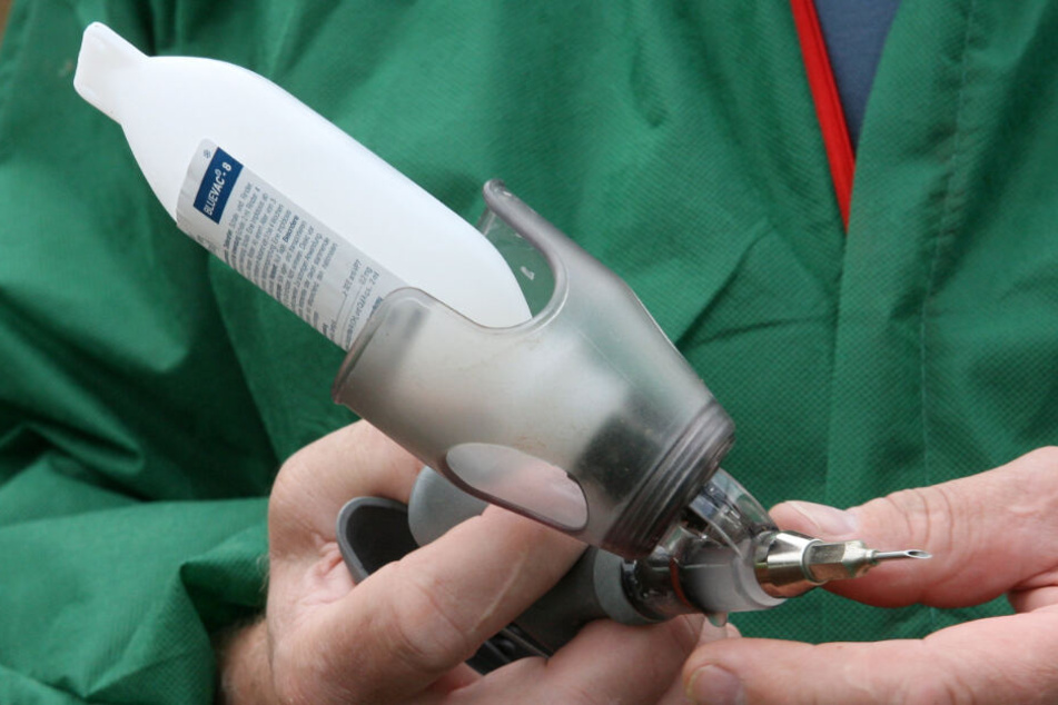 Ein Veterinär hält eine Pistolenspritze mit dem Impfserum in den Händen (Archivbild).