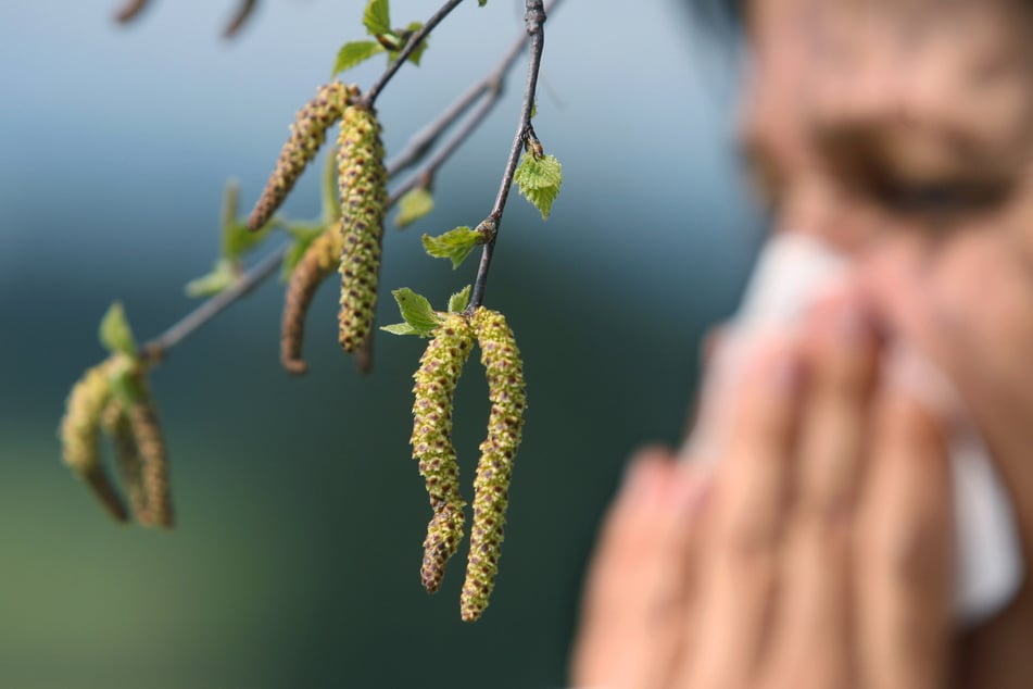 Wer gegen Birkenpollen allergisch ist, kann bei dem winterlichen Schmuddelwetter aufatmen.
