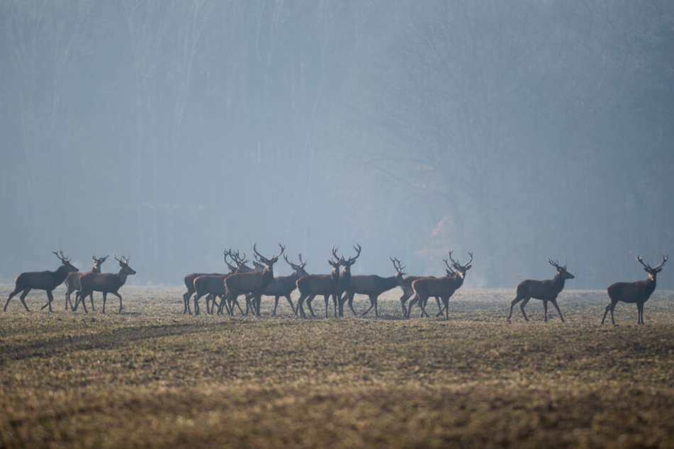 Bis heute wurden mehr als 70.000 Tiere untersucht.