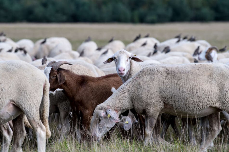 Der Besitzer der Schafherde fand das Tier übel zugerichtet in einem Gebüsch. (Symbolbild)