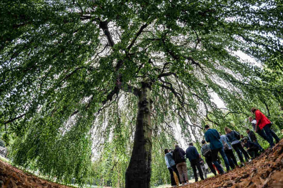 Auch diese 80 Jahre alten Hängebuche im Waldspielpark Louisa musste gefällt werden. Wegen der langen Trockenheit war der Baum von einem Pilz befallen.