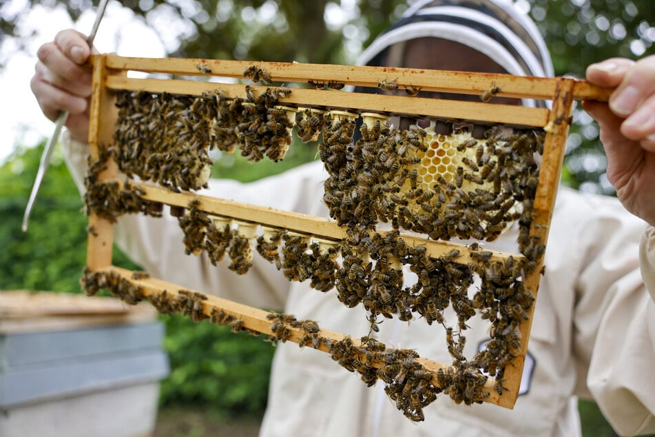 25.000 Bienen wurden vergiftet. (Symbolfoto)