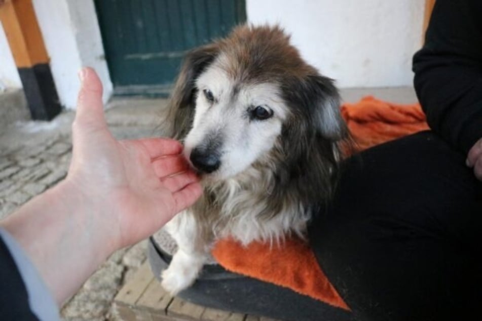 Mikita liebt es, gestreichelt zu werden.