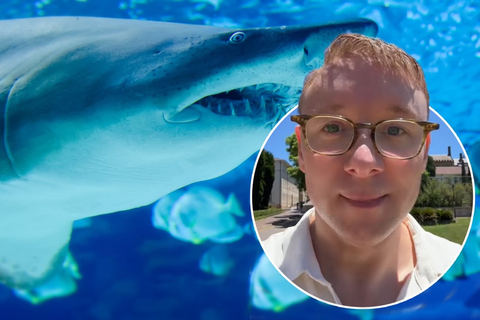 Mehrere Verletzte nach Hai-Angriffen: Ist Baden nach Regenfällen die unterschätzte Gefahr?