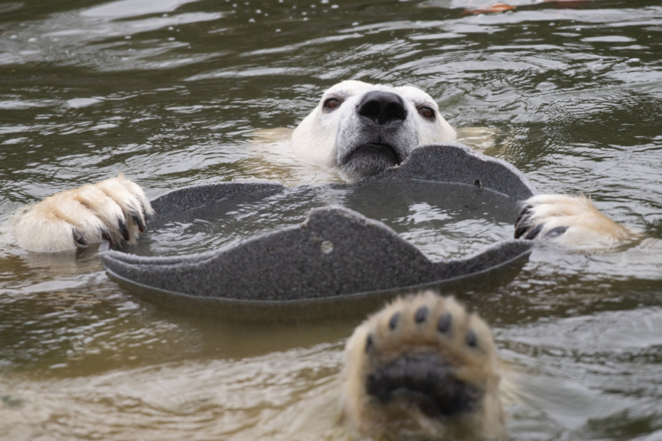 Die junge Eisbärin Hertha spielt in ihrem Gehege im Tierpark.