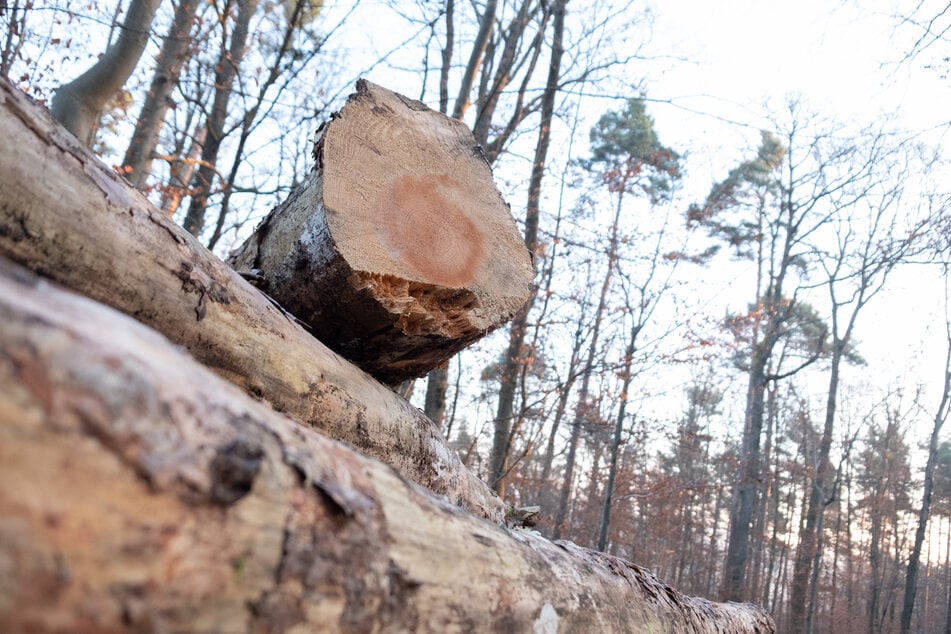 Neben einem frisch gefällten Baum entdeckte eine Frau ihren schwer verletzten Ehemann. (Symbolbild)