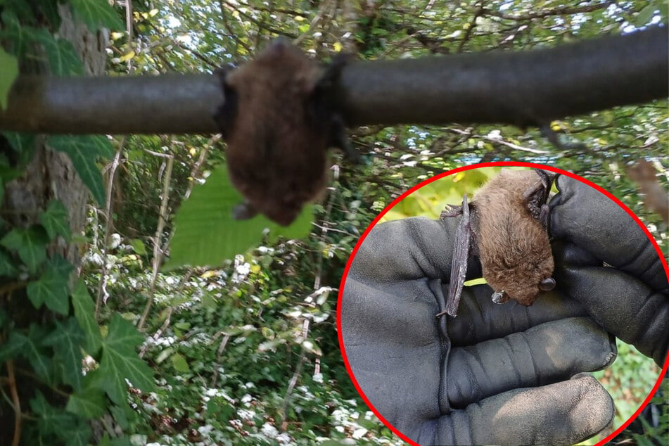 Ungewöhnliche Sichtung in Notaufnahme: Tierischer Besucher löst einen Feuerwehreinsatz aus