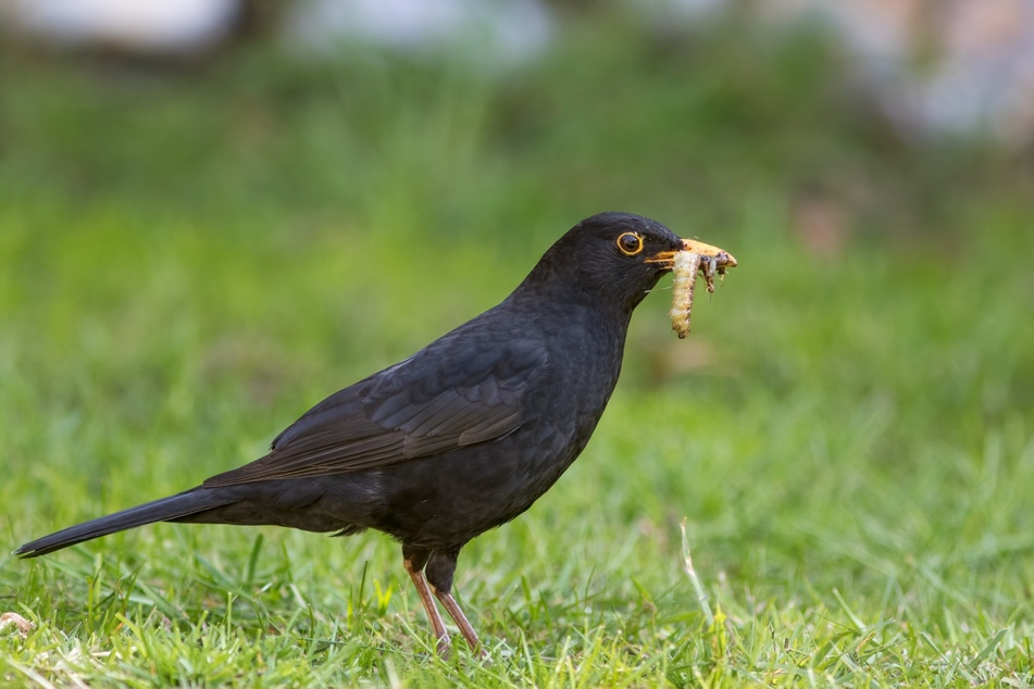 In einen naturnahen Garten lockt man andere Tiere, die die Wiesenschnaken bekämpfen.