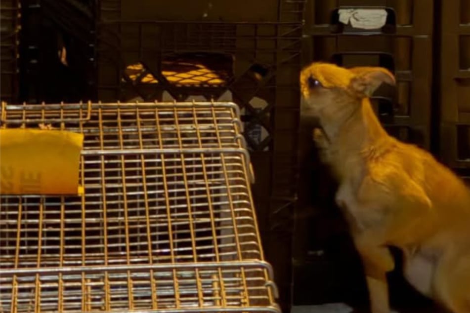 Kleine Hündin einfach im Müll entsorgt: Ihr Schicksal sorgt für Gänsehaut