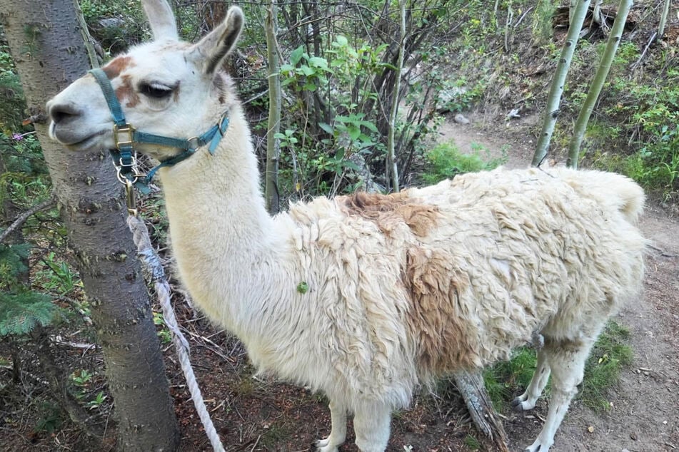 Gemeinsam mit den Besitzern des Tieres konnte der Vierbeiner behutsam ins Tal gebracht werden.
