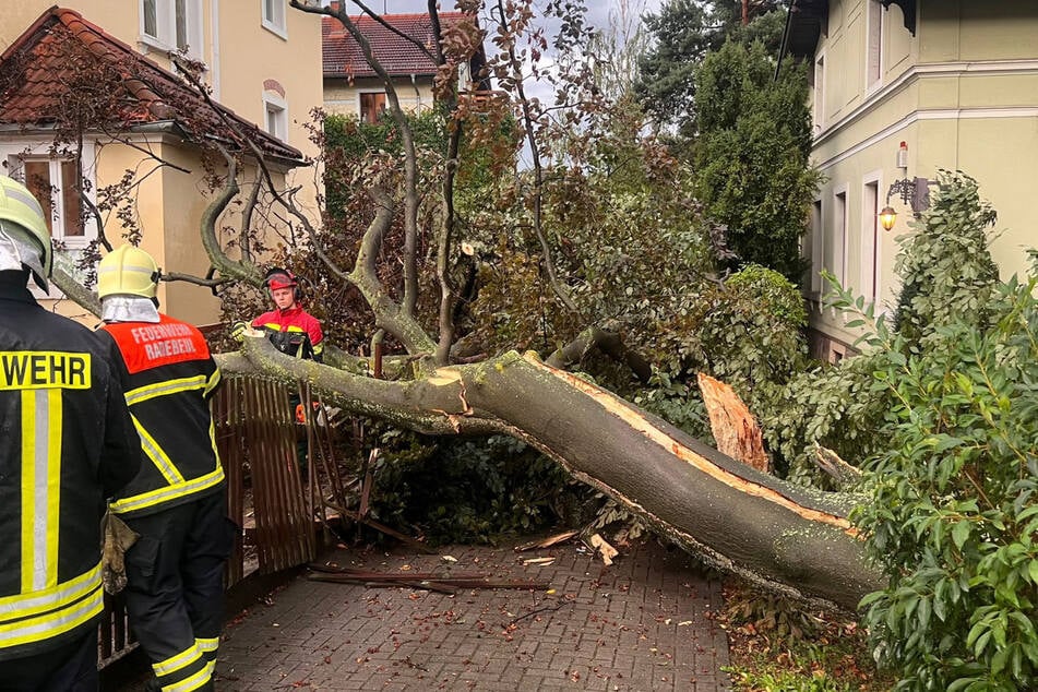 Die Feuerwehr musste sich um einen abgeknickten Baum in Radebeul kümmern.